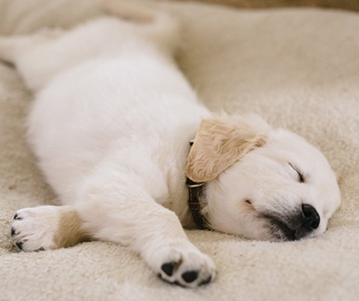 Sueño en cachorros: cuánto deben dormir y por qué